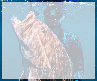 A photo of a freediver holding a grouper that he speared while spearfishing. 